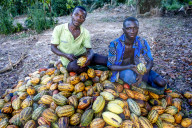 Cocoa planters sitting on pods near Agboville, Ivory Coast.
