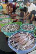 Fish market. Squids and shrimps for sale. Ha Tien. Vietnam.