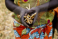 Bean harvest in Djibomben village, North Togo.