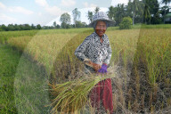 Elderly woman working in rice field. Rice harvest. Kep. Cambodia.
