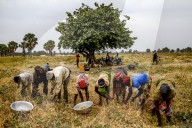 Bean harvest in Djibomben village, North Togo.