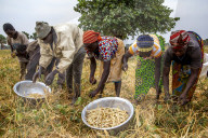 Bean harvest in Djibomben village, North Togo.