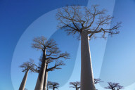 AllÃ©e des Baobabs, Avenue of the Baobabs, Morondava, Menabe region, Western Madagascar