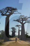 AllÃ©e des Baobabs, Avenue of the Baobabs, Morondava, Menabe region, Western Madagascar