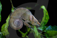 Nose-horned or Big-nosed Chameleon (Calumma nasutum), Parc National de Ranomafana, Ranomafana, Central Madagascar