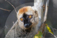 Red-fronted lemur (Eulemur rufifrons) male, RÃ©serve ForestiÃ¨re de Kirindy, Kirindy Forest, Western Madagascar