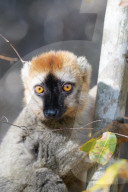 Red-fronted lemur (Eulemur rufifrons) male, RÃ©serve ForestiÃ¨re de Kirindy, Kirindy Forest, Western Madagascar