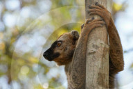 Red-fronted lemur (Eulemur rufifrons), RÃ©serve ForestiÃ¨re de Kirindy, Kirindy Forest, Western Madagascar