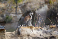 Ring-tailed lemur, Lemur catta, Isalo National Park, Fianarantsoa province, Ihorombe Region, Southern Madagascar