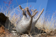 Elephants foot plant, Pachypodium rosulatum, Isalo National Park, Fianarantsoa province, Ihorombe Region, Southern Madagascar
