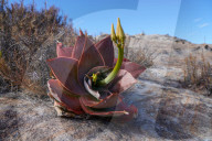 Aloe isaloensis, Isalo National Park, Fianarantsoa province, Ihorombe Region, Southern Madagascar