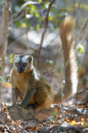 Red-fronted lemur (Eulemur rufifrons) female, RÃ©serve ForestiÃ¨re de Kirindy, Kirindy Forest, Western Madagascar
