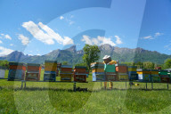 Carniolan honey bee hives in the Dolomites, Santa Giustina, Belluno, Italy, Europe