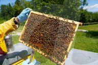Carniolan honey bees, Santa Giustina, Belluno, Italy, Europe