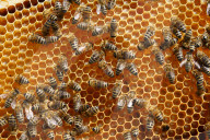 Carniolan honey bees, Santa Giustina, Belluno, Italy, Europe