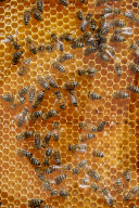 Carniolan honey bees, Santa Giustina, Belluno, Italy, Europe