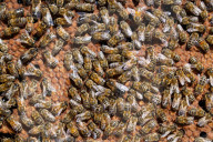Carniolan honey bees, Santa Giustina, Belluno, Italy, Europe