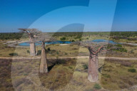 Baobab trees, Adansonia grandidieri, Madagascar