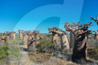 Baobab forest near Morombe, Atsimo Andrefana Region, Madagascar