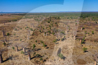 Baobab forest near Ambahikily Morombe district, Atsimo Andrefana Region, Madagascar