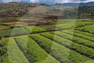 Vegetable cultivation and brick making on the rice fields, National Route RN7 between Antsirabe and Antananarivo, Madagascar