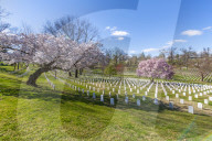 View of gravestones in Arlington National Cemetery in springtime, Washington DC, District of Columbia, United States of America