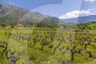 Vineyard and scenery near Gruda on a sunny spring day, Dunave, Croatia, Europe