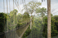 Canopy Walkway through tropical rainforest in Kakum National Park, Ghana, Africa