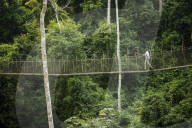 Canopy Walkway through tropical rainforest in Kakum National Park, Ghana, Africa