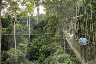 Canopy Walkway through tropical rainforest in Kakum National Park, Ghana, Africa