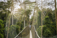 Canopy Walkway through tropical rainforest in Kakum National Park, Ghana, Africa