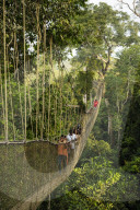 Canopy Walkway through tropical rainforest in Kakum National Park, Ghana, Africa