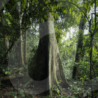 Kapok (Ceiba Pentandra) Tree in Rainforest of Kakum National Park, Ghana, Africa