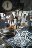 Fish market at dawn, Galle, South Coast, Sri Lanka, Asia