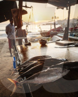 Fish market at dawn, Galle, South Coast, Sri Lanka, Asia