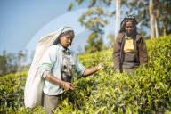 Tamil Woman Tea Picker in a Tea Plantation in the Highlands, Nuwara Eliya, Central Province, Sri Lanka, Asia