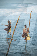 Stilt Fishermen at dawn, Weligama, South Coast, Sri Lanka, Asia