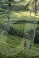 Tegalalang Rice Terraces near Ubud, Bali, Indonesia