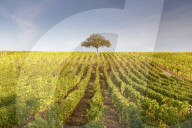 The vineyards of Sancerre, France. It is known for its fine wines from grape varieties such as pinot noir and sauvignon blanc.
