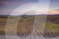 The vineyards of Sancerre, France. It is known for its fine wines from grape varieties such as pinot noir and sauvignon blanc.