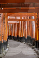 Vermilion torii gates at the Fushimi Inari Shrine in Kyoto, Japan.