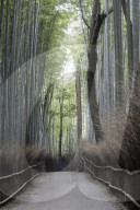 The Arashiyama Bamboo Grove in Kyoto, Japan.