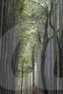 The Arashiyama Bamboo Grove in Kyoto, Japan.