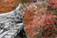 Autumn color around Todaiji Hokkedo in Nara, Japan.