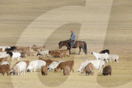 A Mongolian herder in the Steppe of Mongiolia.