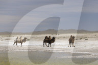Camels in the Mongolian wilderness.