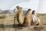 A camel in Khogno Khan national park, Mongolia.