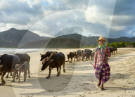 Herdsman and buffalos crossing the beach at Selong Belanak, as they return from grazing in the fields.