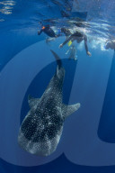 Tourists snorkelling with a whale shark (Rhincodon typus) in Honda Bay, Palawan, the Philippines.