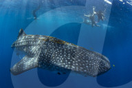 Tourists snorkelling with a whale shark (Rhincodon typus) in Honda Bay, Palawan, the Philippines.